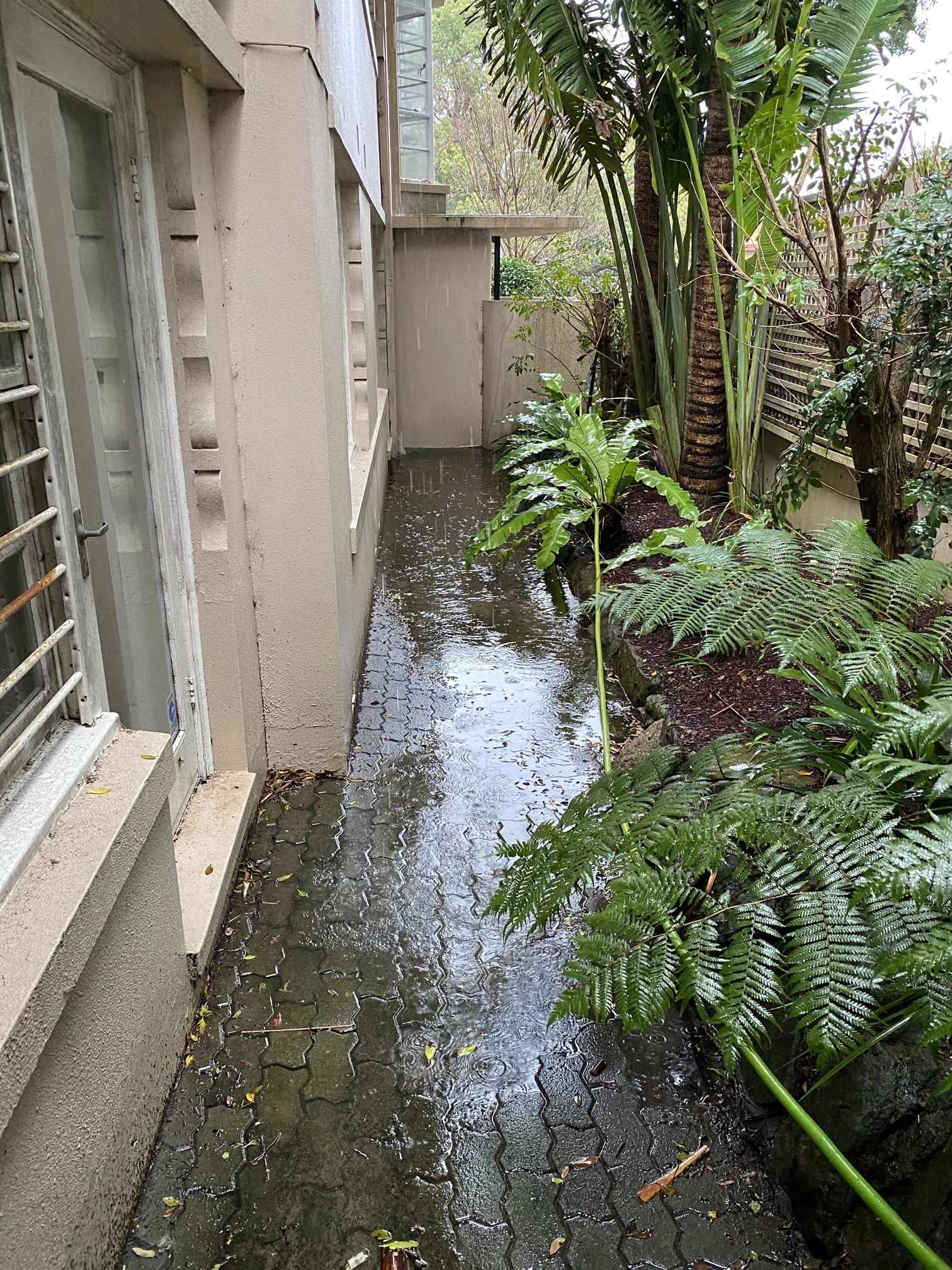 Darling point Blocked Drains