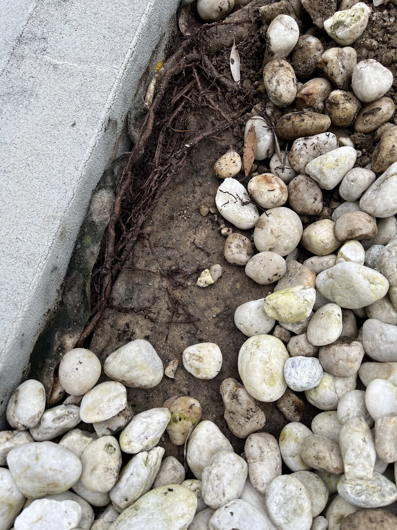 Mosman Property Leak
