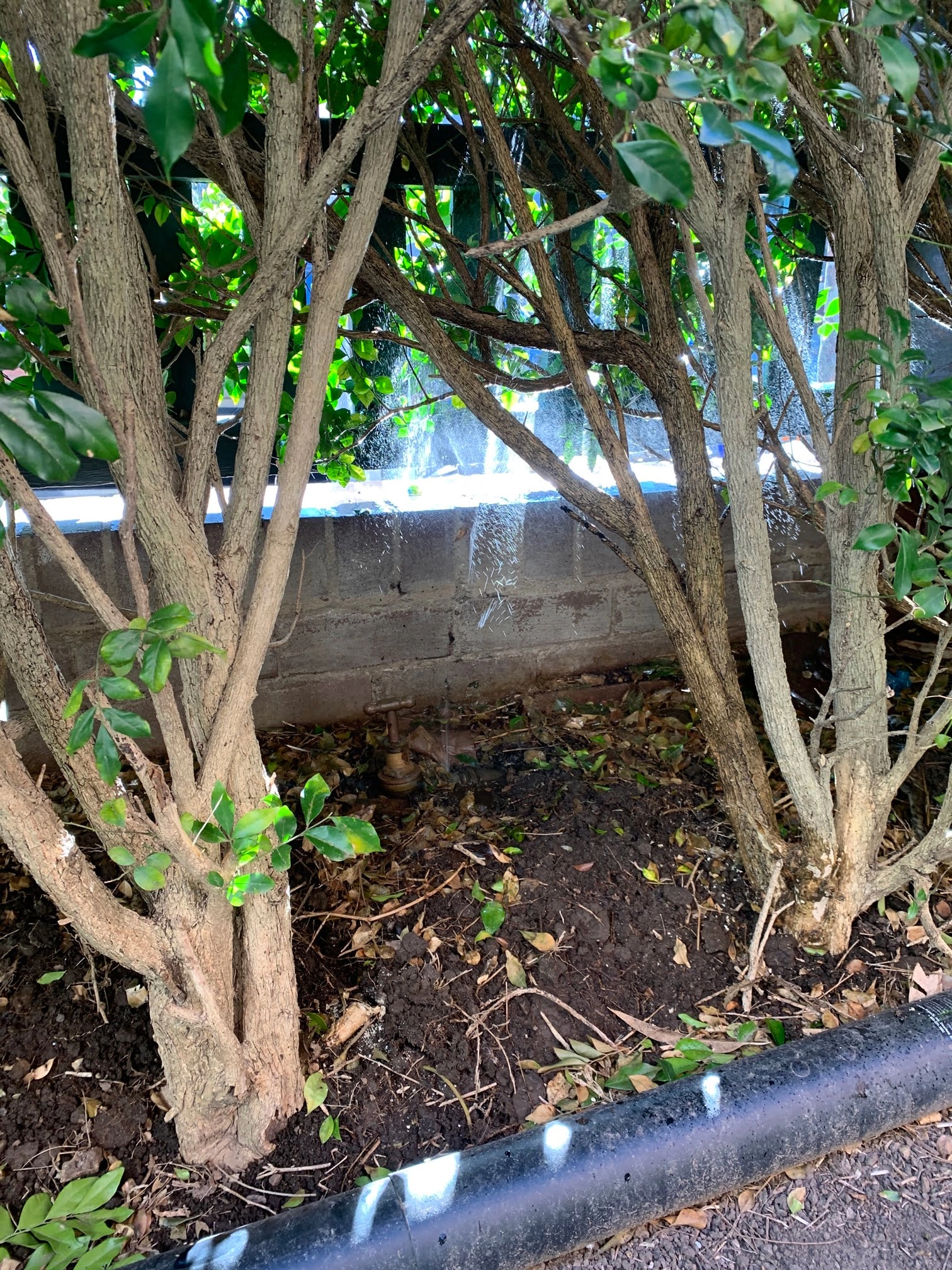 Strata Water Leak In Clovelly
