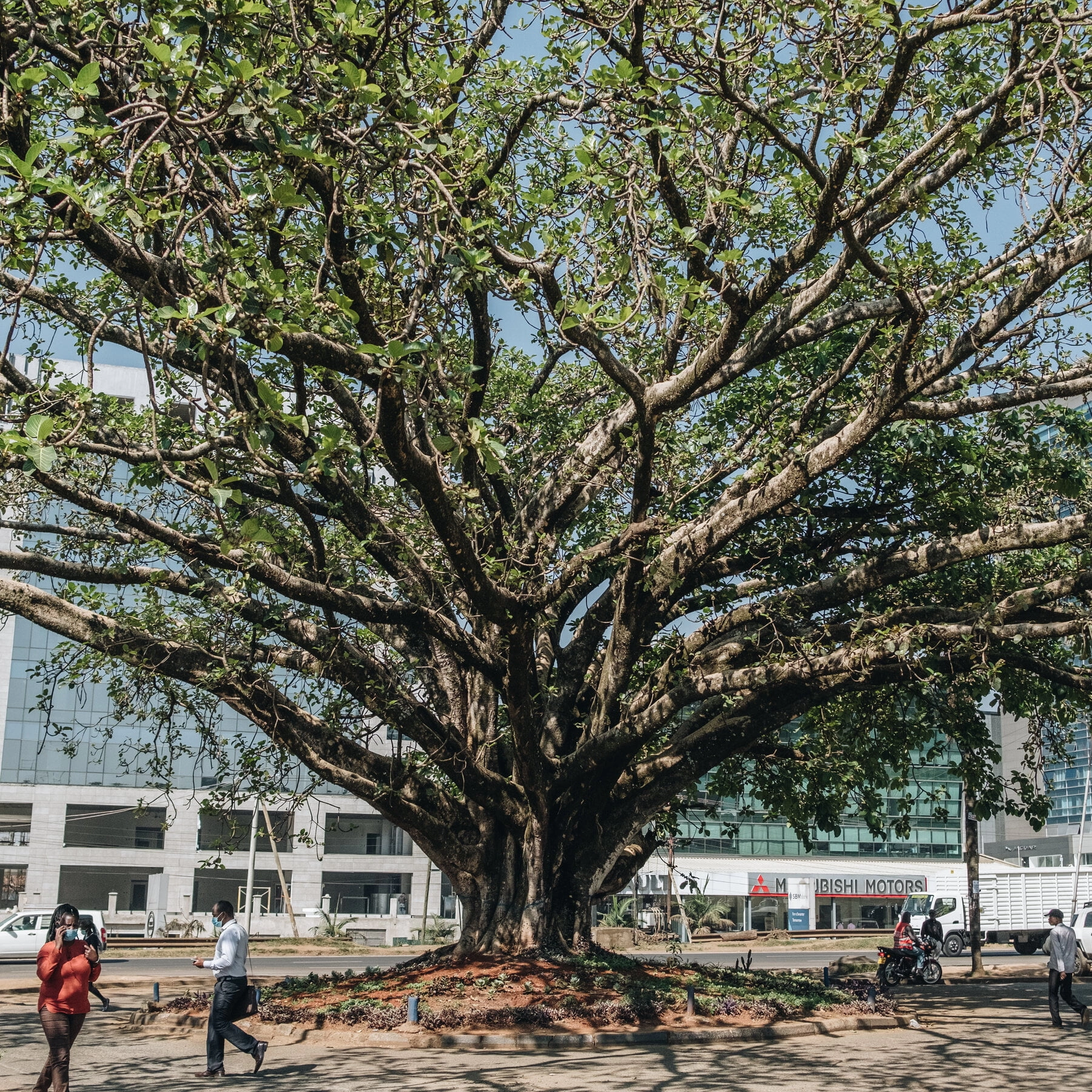 trees-you-should-avoid-planting-near-your-pipes